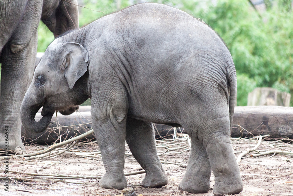 Naklejka premium Indian elephant. Indian elephant in the zoo aviary