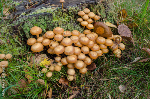 Mushrooms honey agaric family