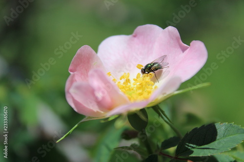 mosca en una flor