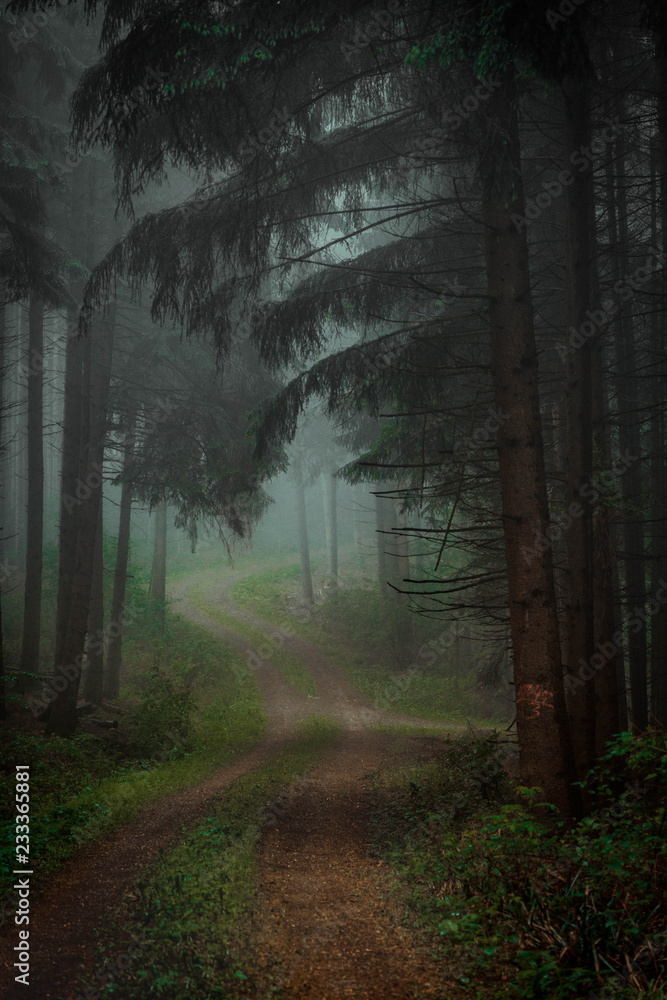 Fototapeta premium Waldweg
