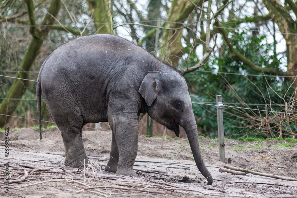 Naklejka premium Indian elephant. Indian elephant in the zoo aviary