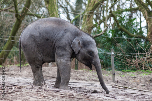 Indian elephant. Indian elephant in the zoo aviary