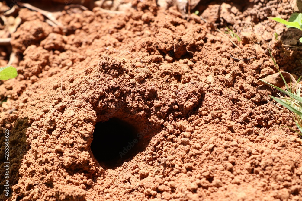 Fototapeta premium ant's nest on soil