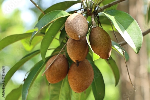 Sapodilla fruit on tree