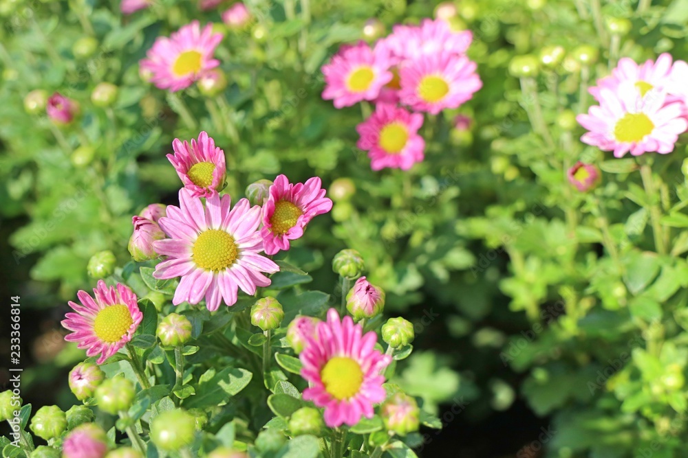Chrysanthemum flower in tropical
