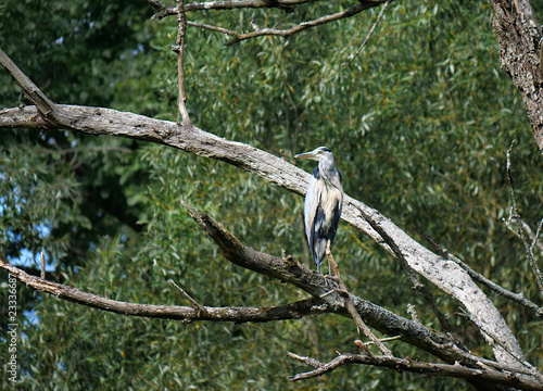 bird heron (Ardea herodias)