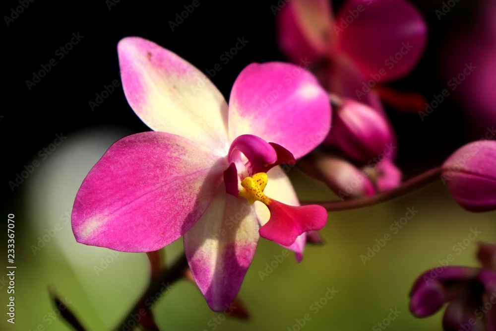 pink orchid flower in tropical