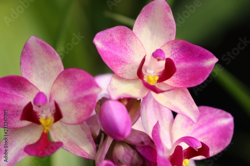 pink orchid flower in tropical