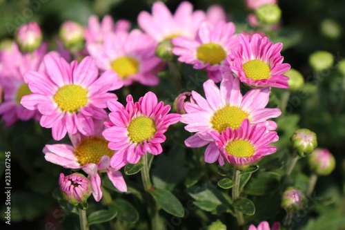 Chrysanthemum flower in tropical