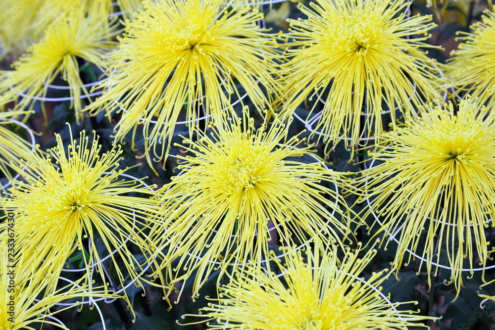 Chrysanthemum in Japan