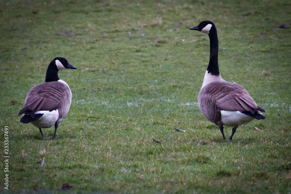 Canada Goose Partners Canada Goose Partners
