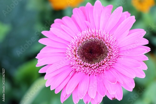 Gerbera flowers in tropical