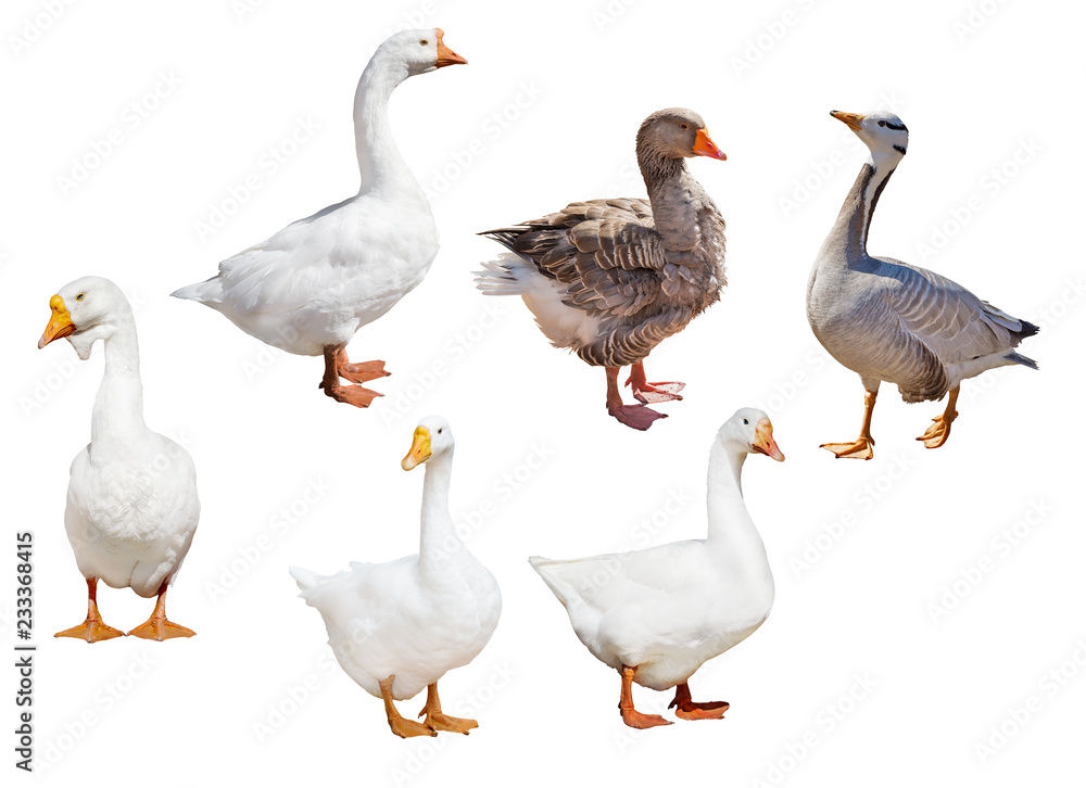 set of six geese isolated on white set of six geese isolated on white