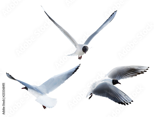black-headed isolated three seagulls in flight