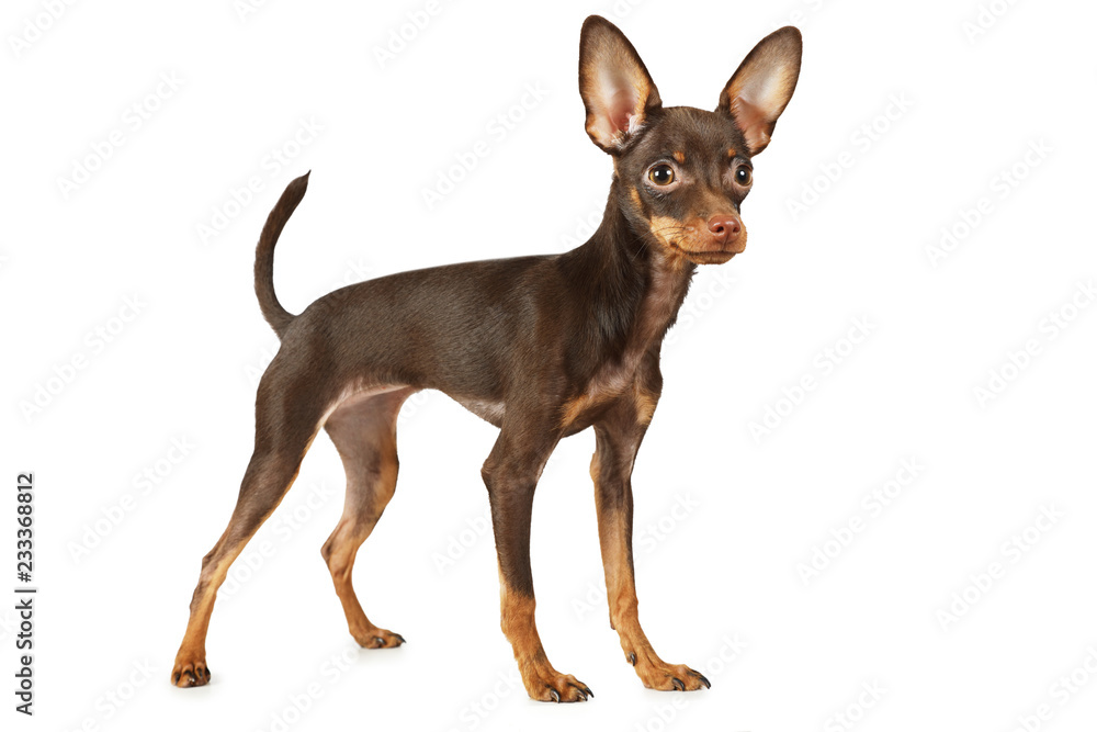 Lovely puppy the Toy Terrier dog