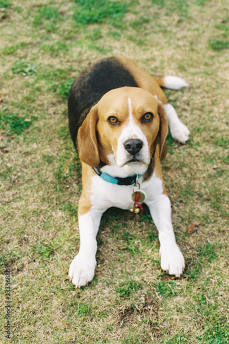 Light brown, white and black beagle dog with brown eyes, lying on grass and looking directly into the camera
