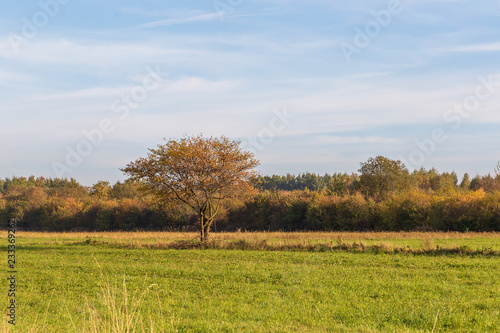Landscape with a single tree
