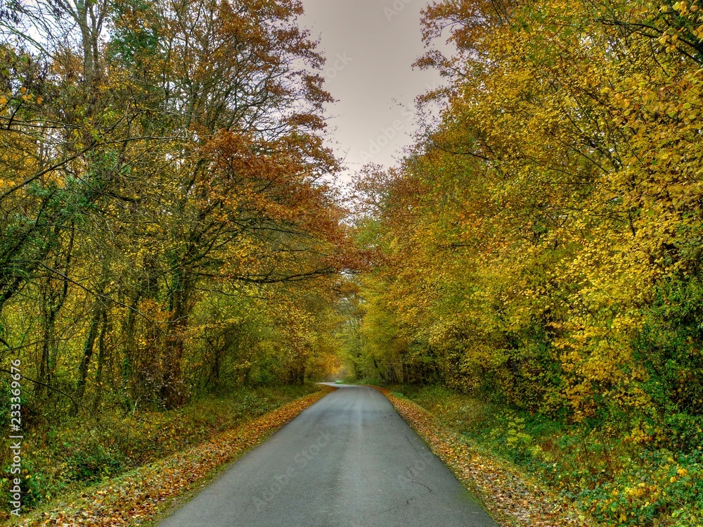 Obraz premium Route de campagne dans une forêt en automne.