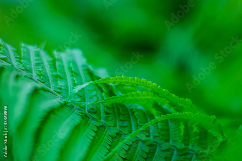 Green fern, forest background
