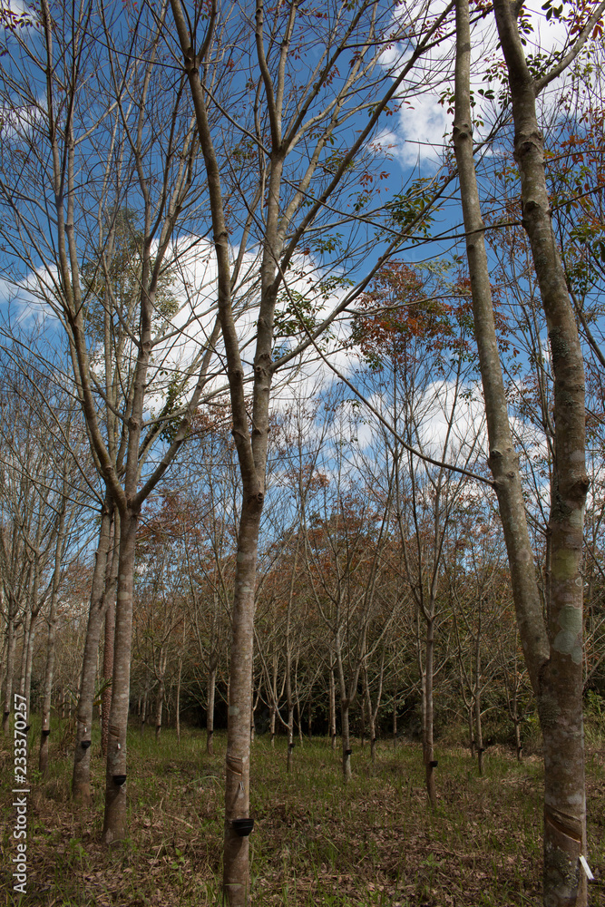 Landscape rubber plantation during day with blue sky Landscape rubber plantation during day with blue sky