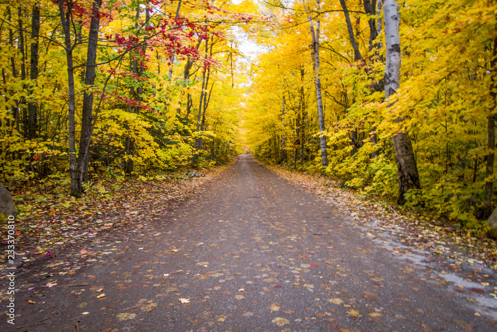 Fototapeta premium Autumn Road Trip. Rural dirt road through an autumn forest with vibrant fall foliage in the Hiawatha National Forest in the Upper Peninsula of Michigan.