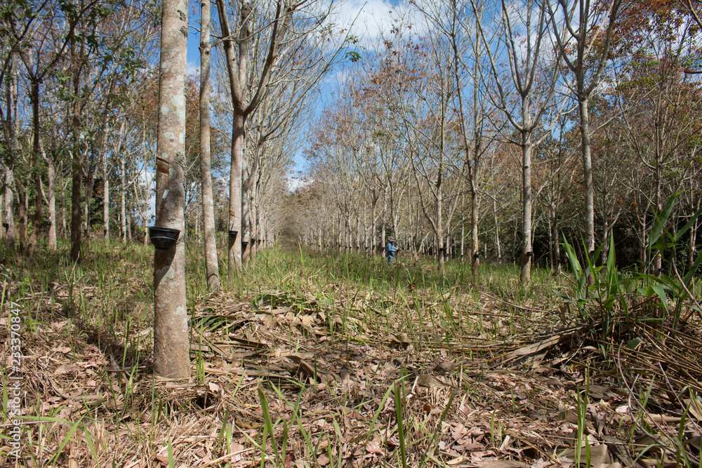 Landscape rubber plantation during day with blue sky Landscape rubber plantation during day with blue sky
