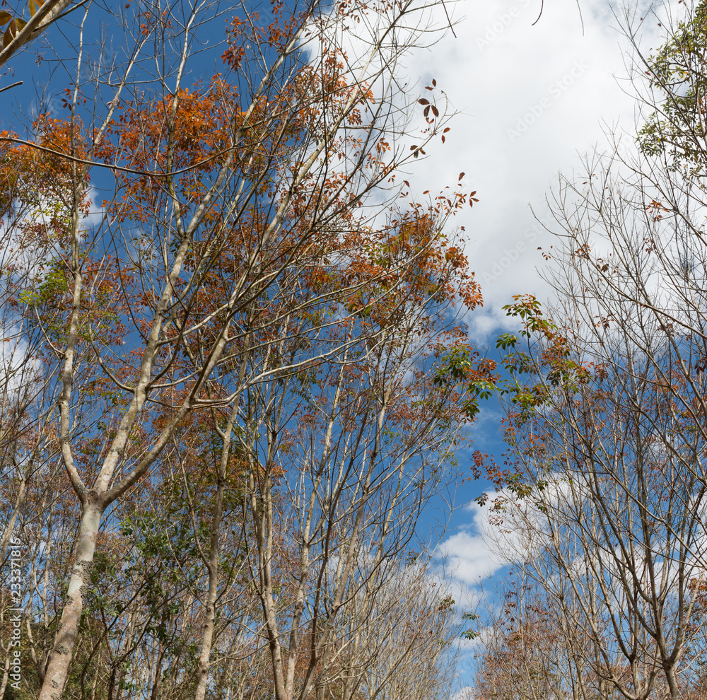 Landscape rubber plantation during day with blue sky Landscape rubber plantation during day with blue sky
