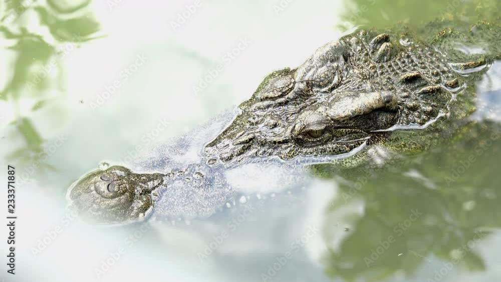 crocodile crocodile