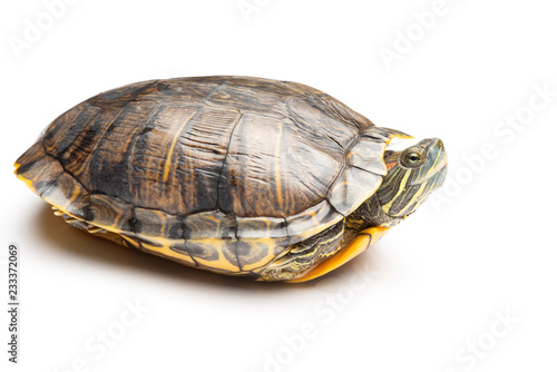 side view pet turtle red-eared slider or Trachemys scripta elegans on white background