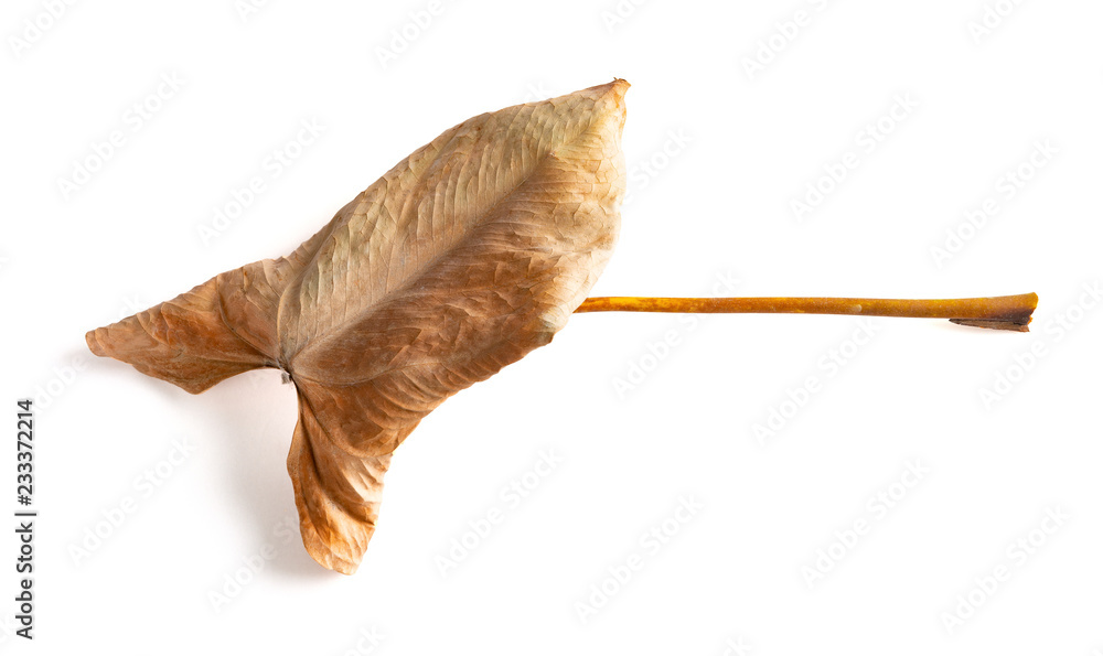 Obraz premium faded Anthura leaf on a white background