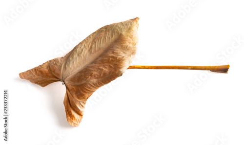 faded Anthura leaf on a white background © Freer