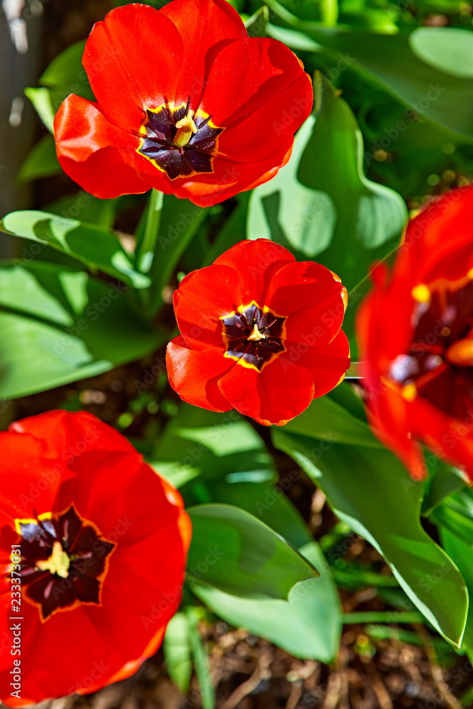 Spring red flower tulips. Bunch dutch flowers with green leaves. Spring red flower tulips. Bunch dutch flowers with green leaves.
