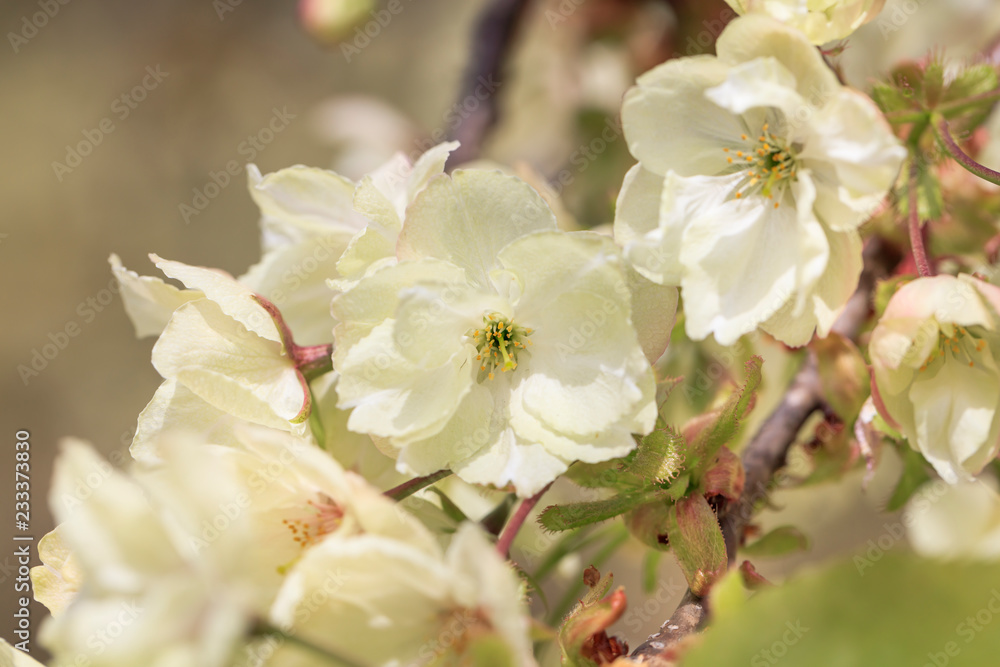 Double cherry blossoms in full bloom - Spring of Japan - Double cherry blossoms in full bloom - Spring of Japan -