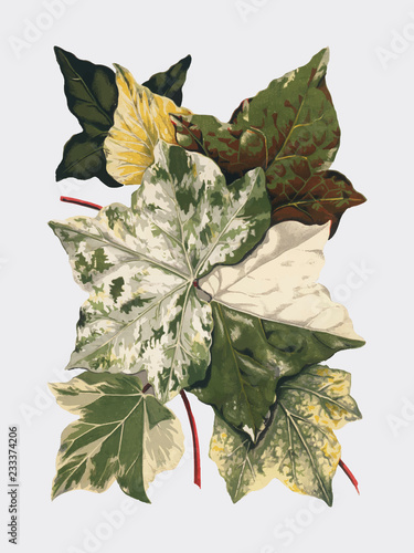 Vintage plants and leaves illustration photo