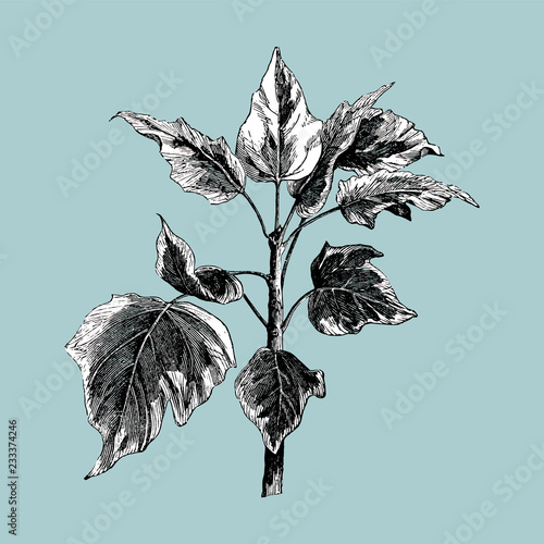 Vintage plants and leaves illustration photo