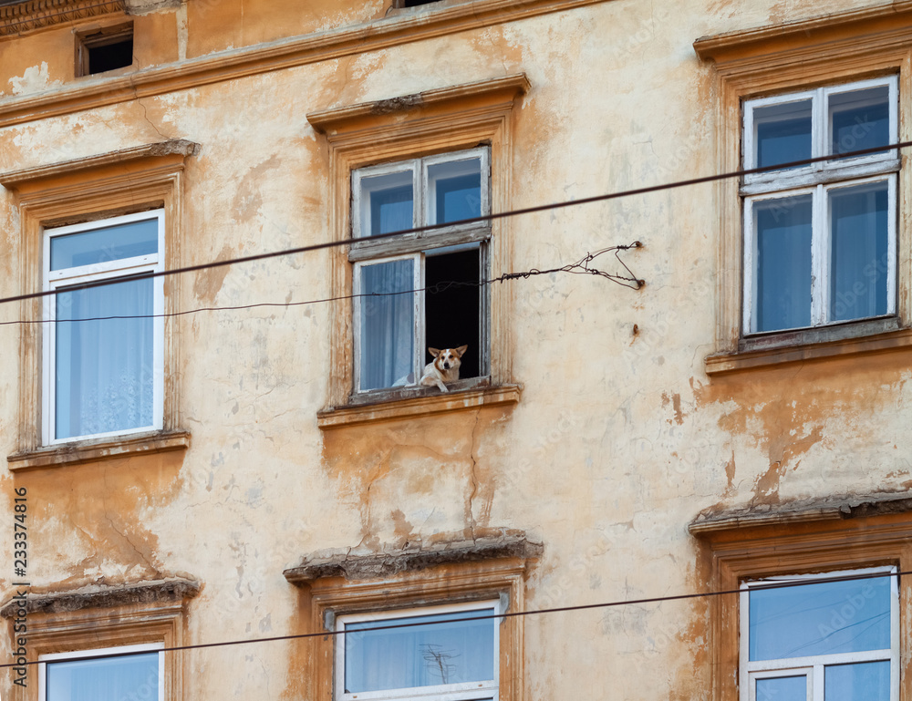 A dog looks out of the window of an old house