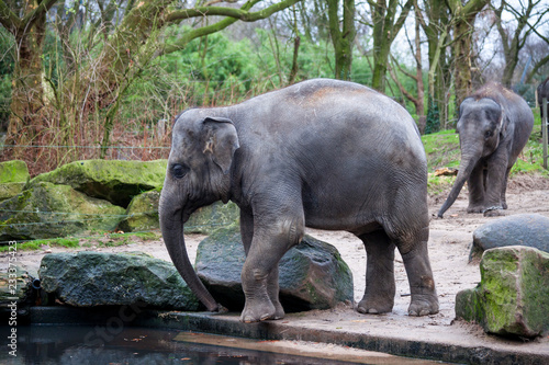 A trained elephant goes after a hard day in the jungle. Working Indian elephant goes to the watering hole in the village .