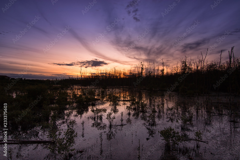 Mangrove forest at sunset