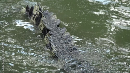 crocodile