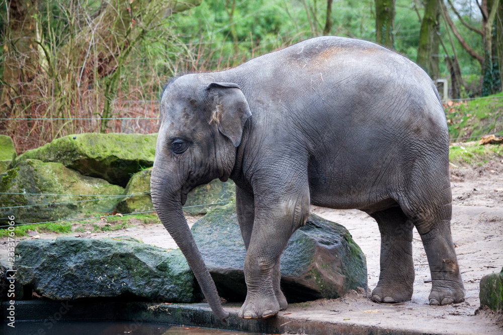 Naklejka premium A trained elephant goes after a hard day in the jungle. Working Indian elephant goes to the watering hole in the village .