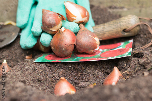 Close-up: bulbs of flowers are planting in the ground. Concept: gardening in autumn and spring season. 