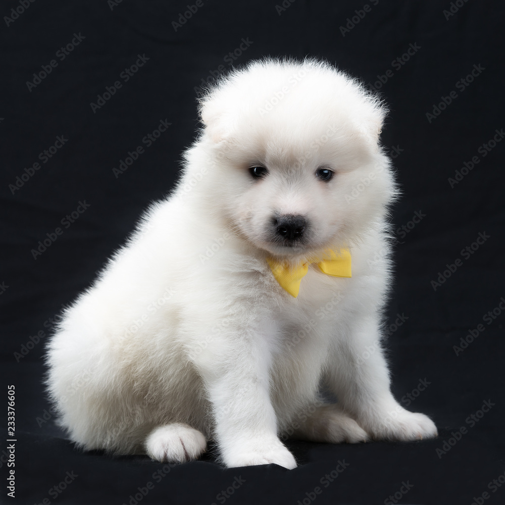 portrait of a Samoyed dog puppy portrait of a Samoyed dog puppy