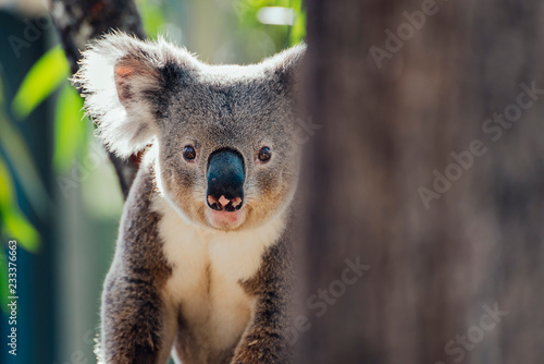 Portrait of koala in forest photo