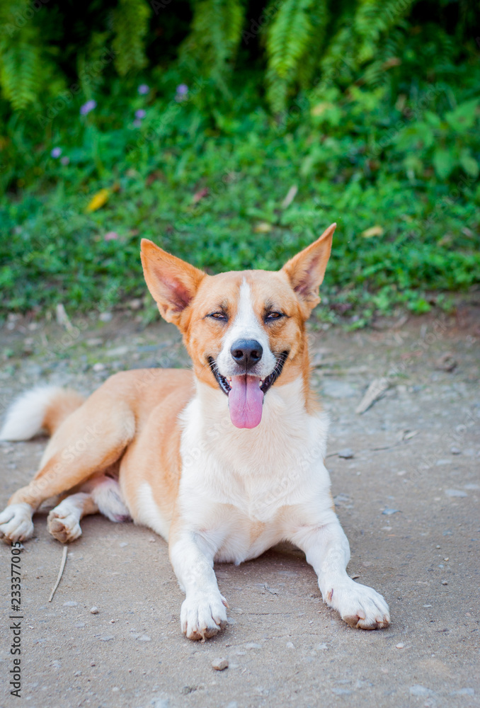 portrait of a dog portrait of a dog