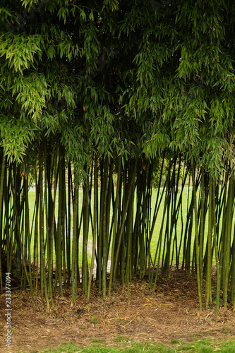 Entrance to the bamboo forest. a small section of bamboo grove