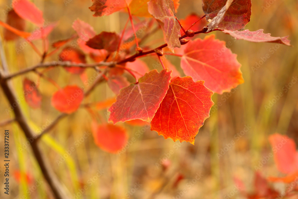 Herbstlaub 01