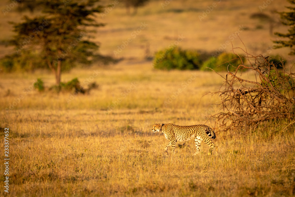 Cheetah walks past fallen tree in savannah