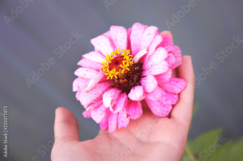 Pink flower zinnia on the palm. Close-up.