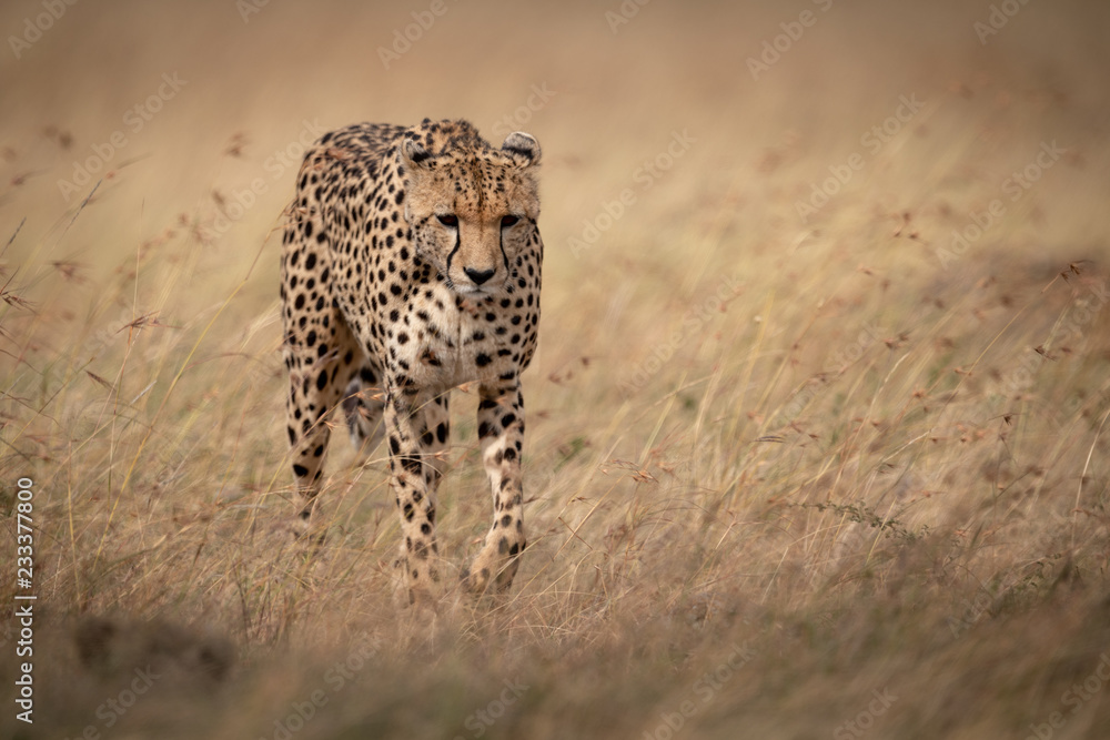Naklejka premium Cheetah walks through long grass looking down