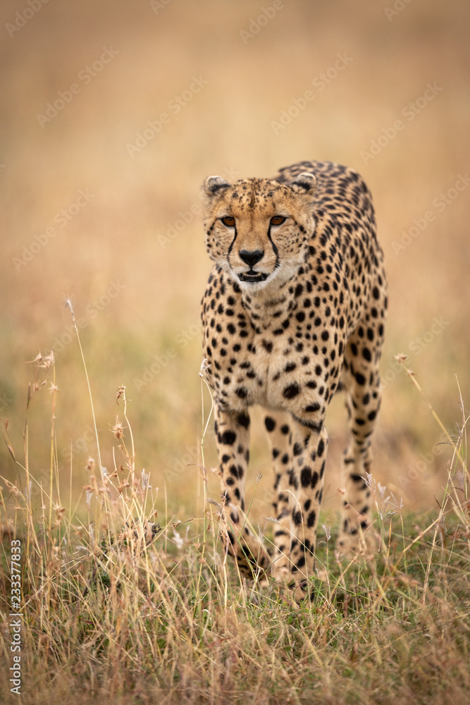 Cheetah walks through long grass towards camera Cheetah walks through long grass towards camera